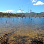 Eungella Dam water reservoir dead trees in water