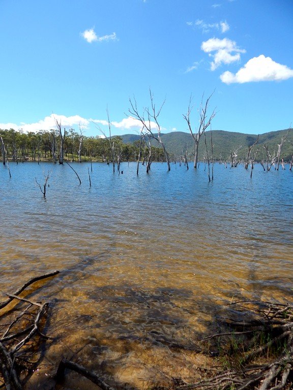 Eungella Dam water reservoir dead trees in water